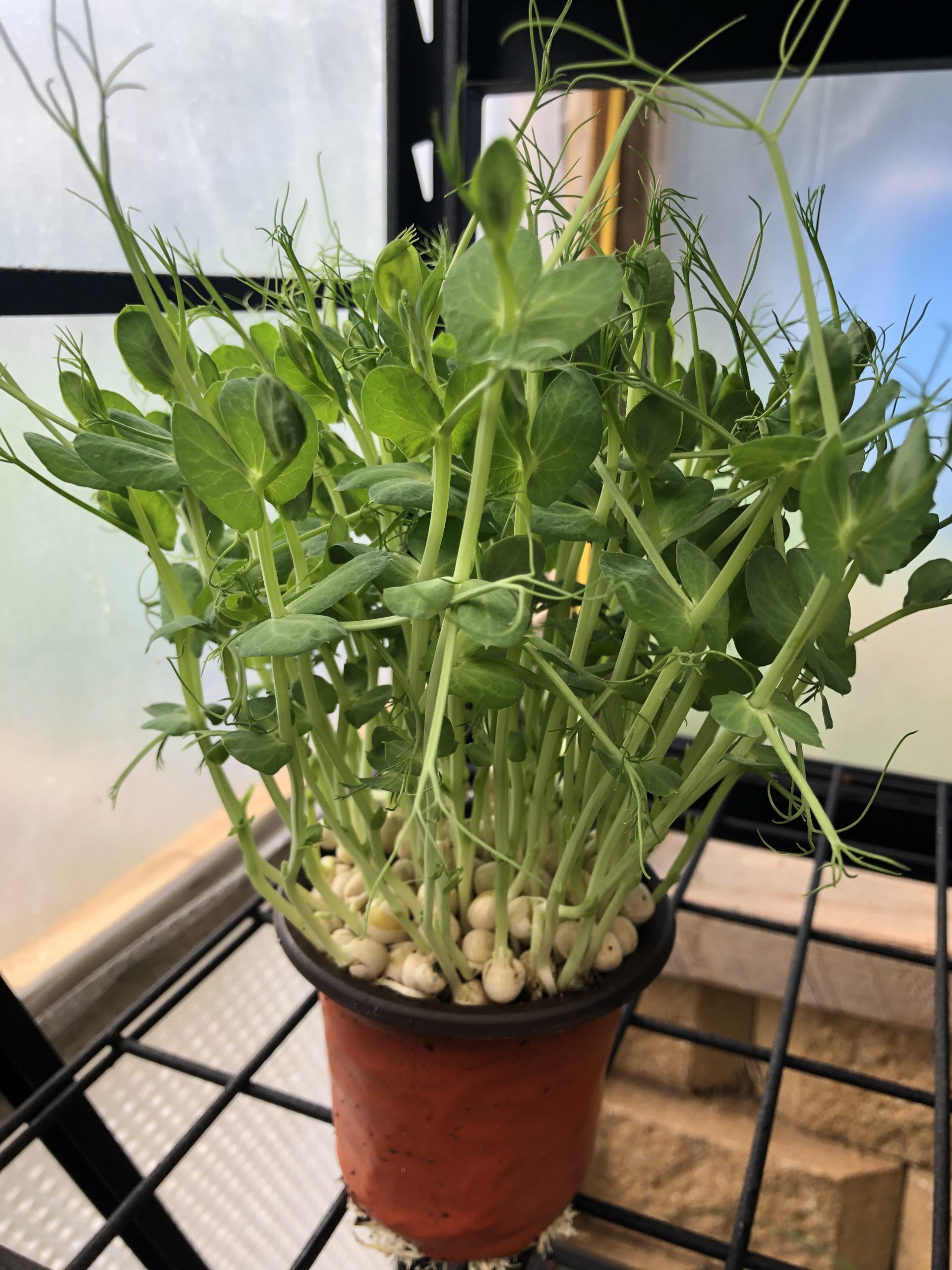 Pea Shoots Pot (9cm diameter)