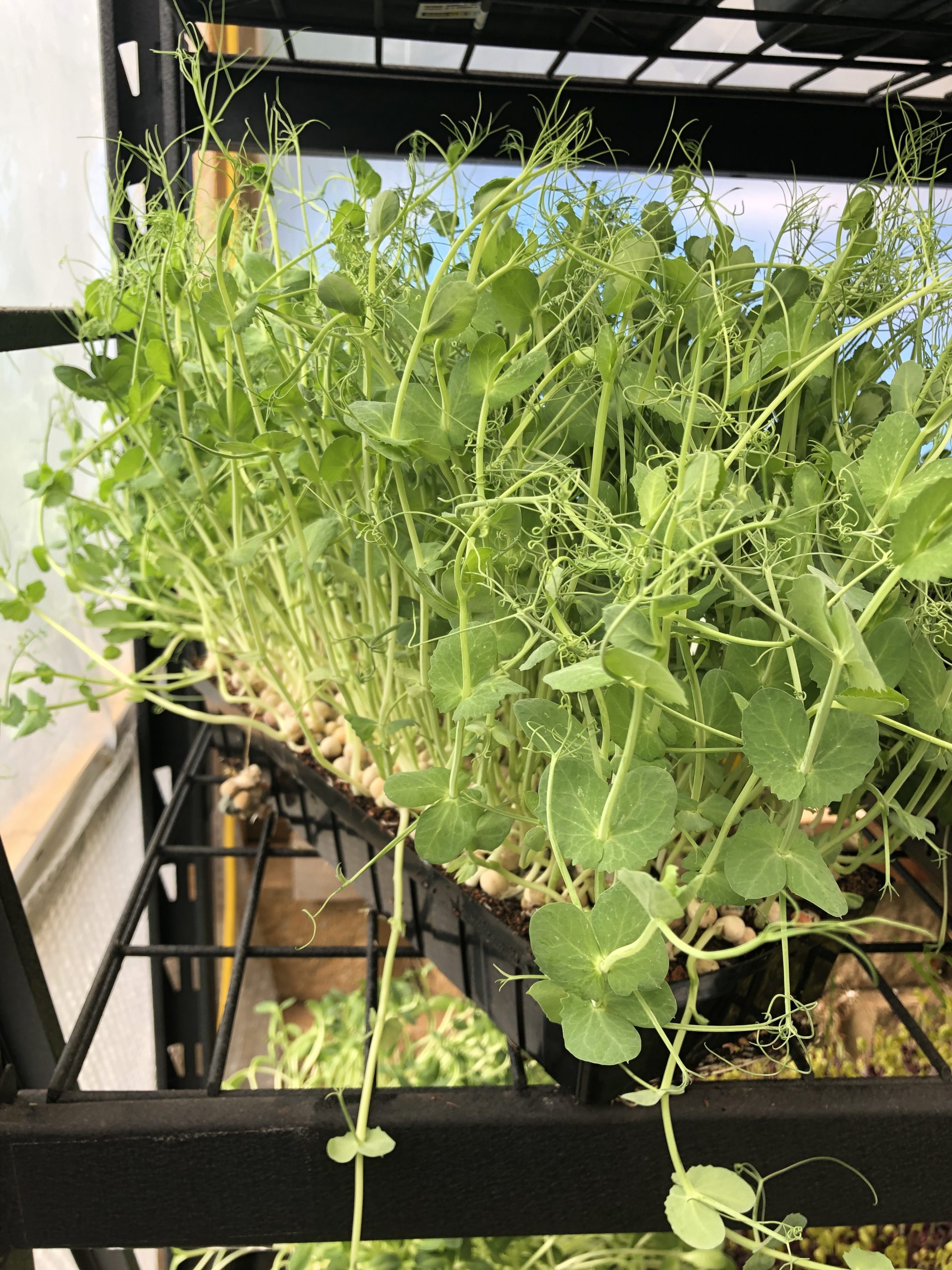 Pea Shoots Tray (33cm x 15cm)