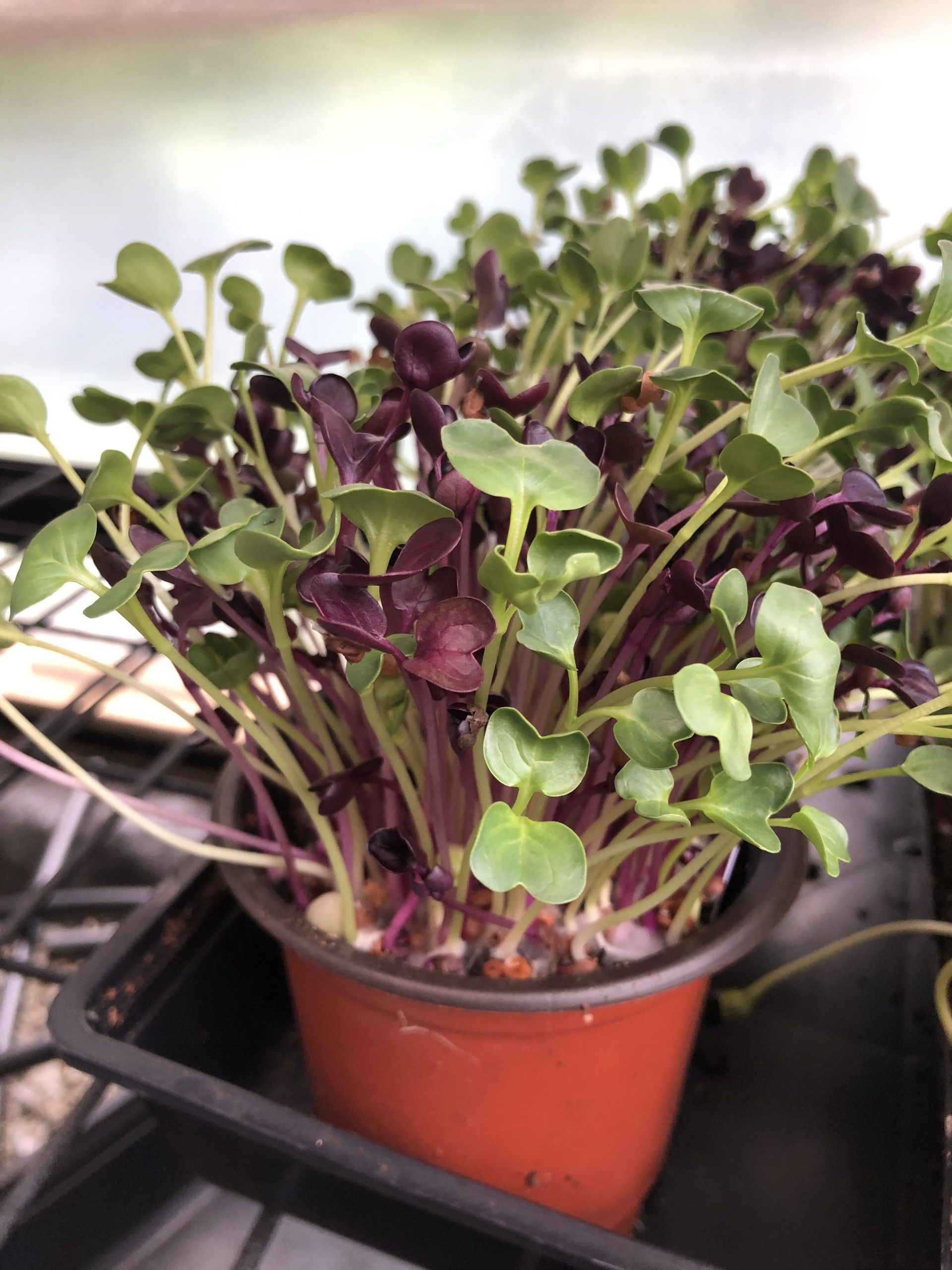 Radish Microgreens Pot (9cm diameter)