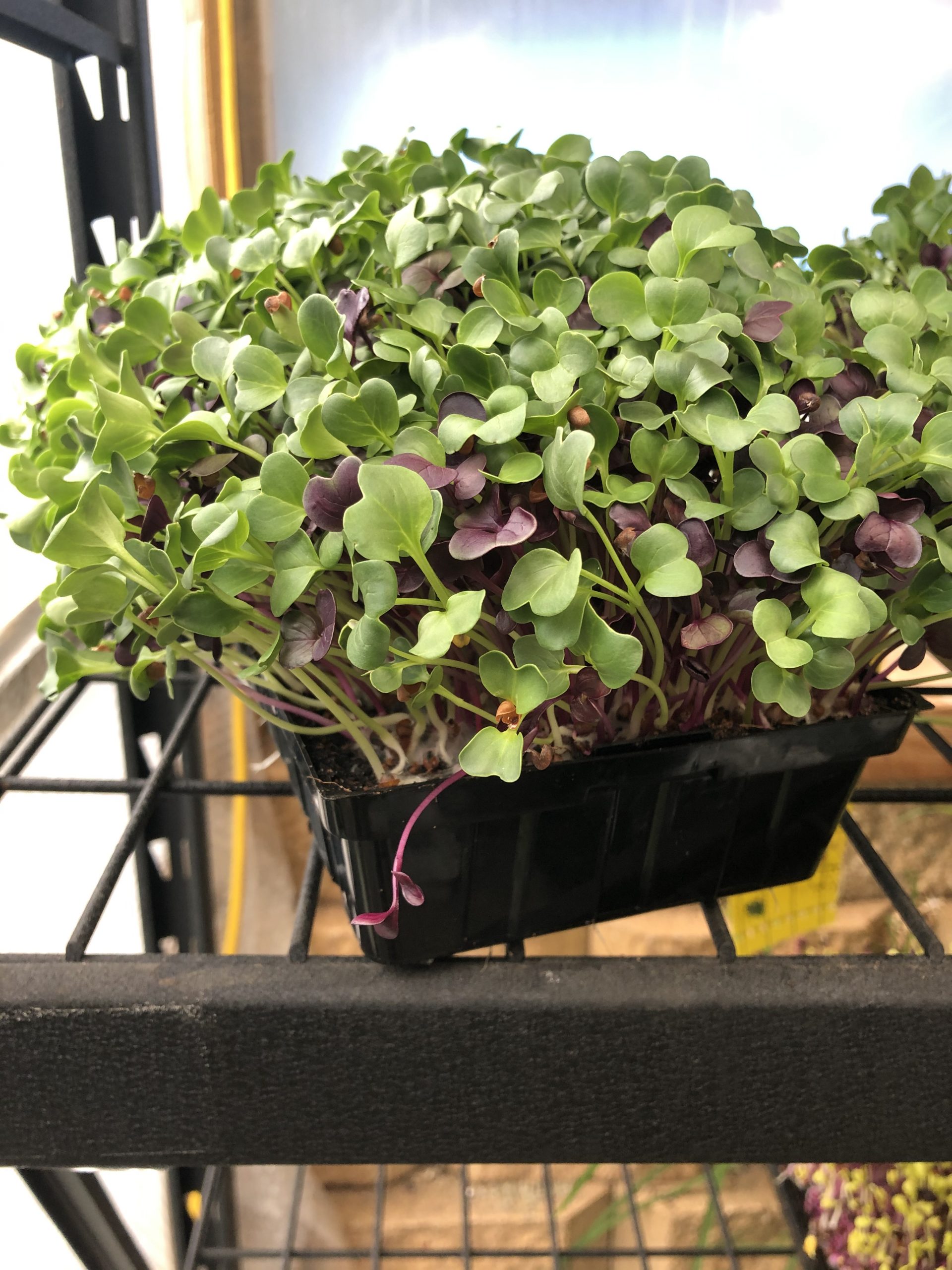 Radish Microgreens Tray (33cm x 15cm)