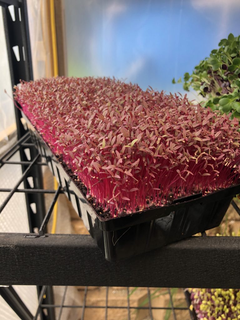 Red amaranth microgreens
